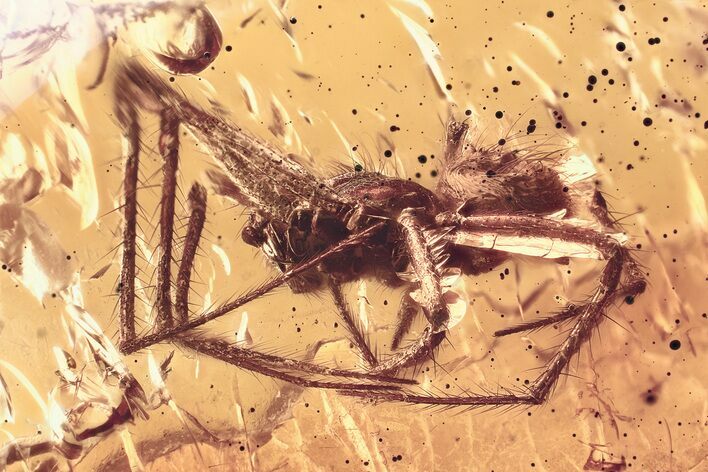 Detailed Fossil Planthopper and Spider In Baltic Amber #367336